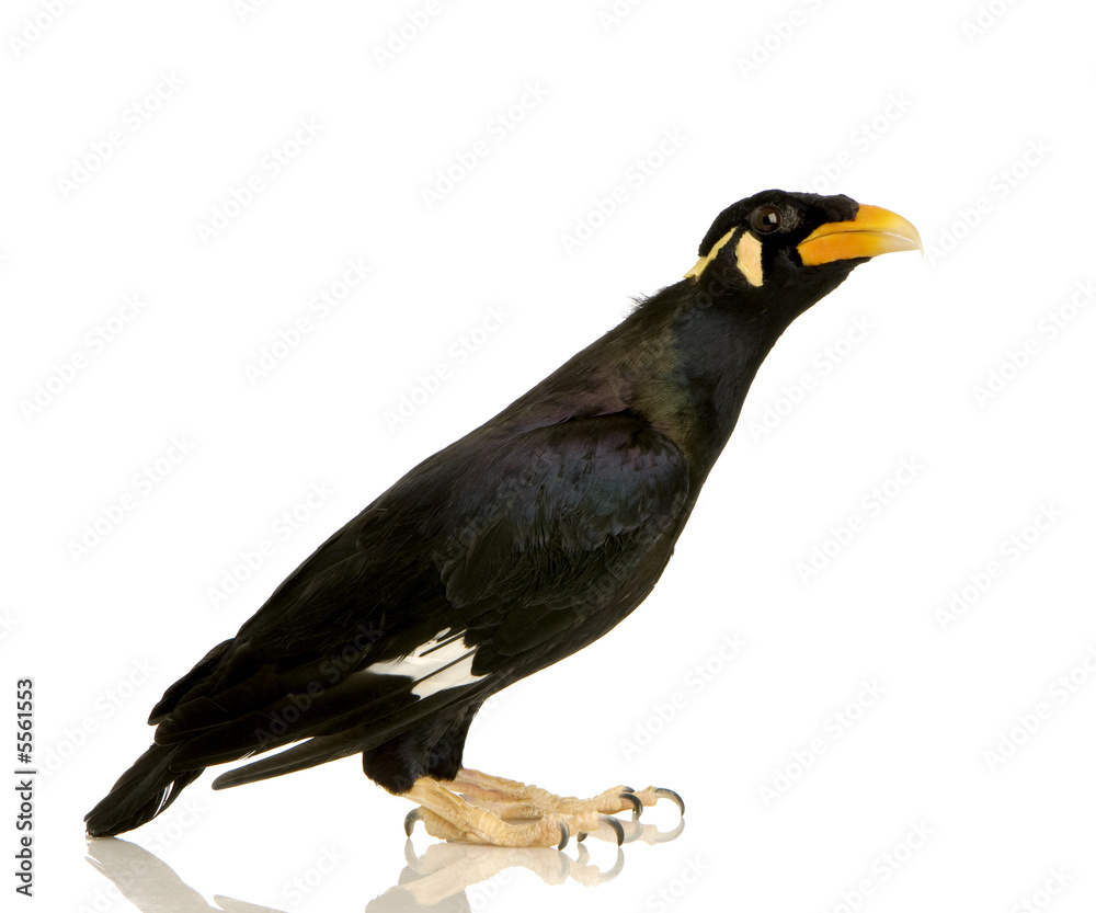 Fototapeta premium Common Myna - Acridotheres tristis