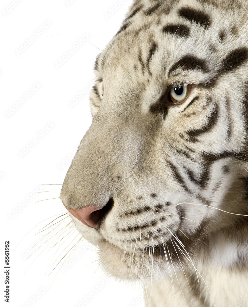 Fototapeta premium White Tiger