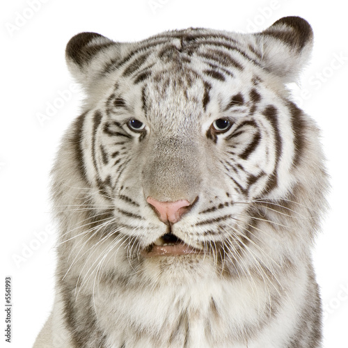 White Tiger in front of a white background