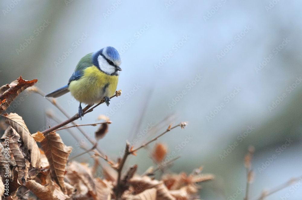 Fototapeta premium Mésange bleue - Parus caeruleus