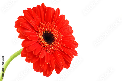 Red gerbera on white background