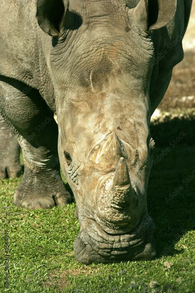 Obraz premium RHINO STANDING