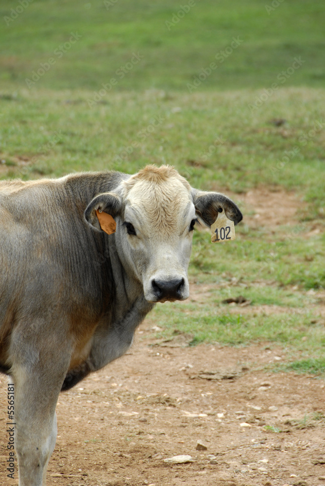 A young calf bought at the livestock market A young calf bought at the livestock market