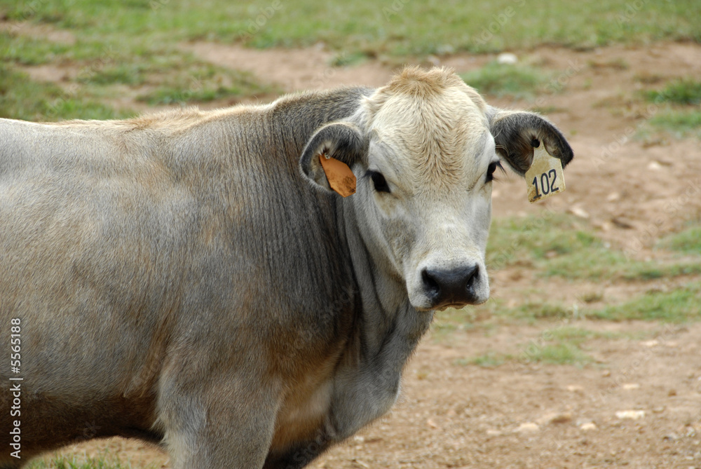 A young calf bought at the livestock market A young calf bought at the livestock market