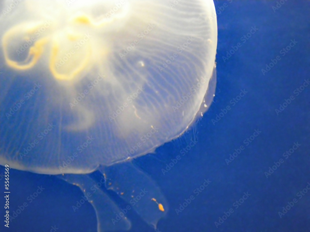 Fototapeta premium Jellyfish