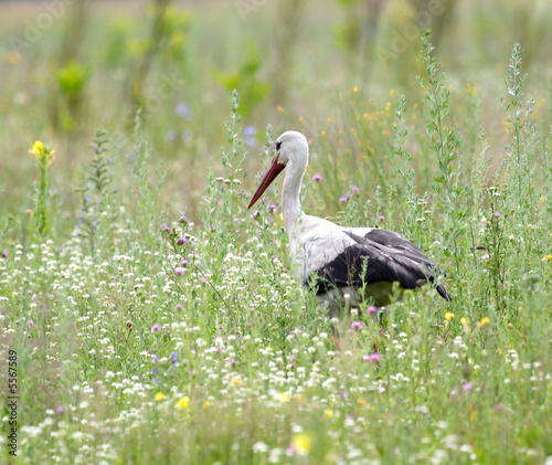 White Stork ( Ciconia ciconia ). Russia, Voronezh preserve.