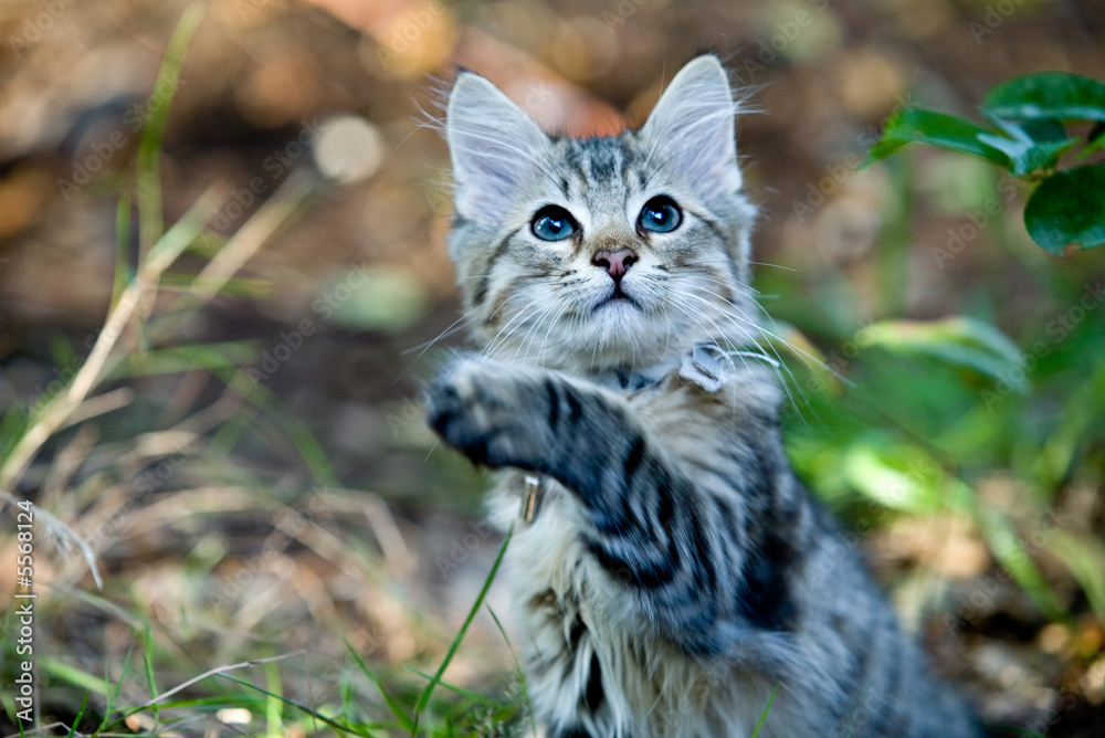 Obraz premium Four action images of a cute kitten playing with a piece of wood