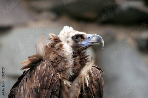 Bird of prey from Moscow zoo