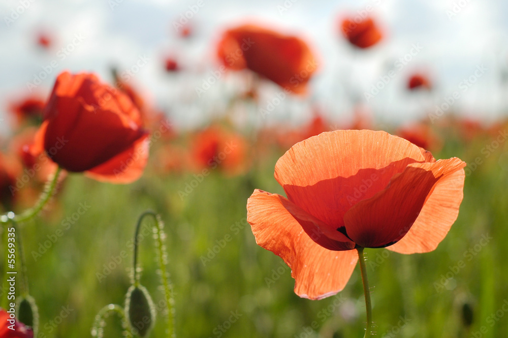 Naklejka premium Red Poppy Flowers