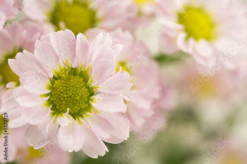 Close up of daisy. Selective focus.