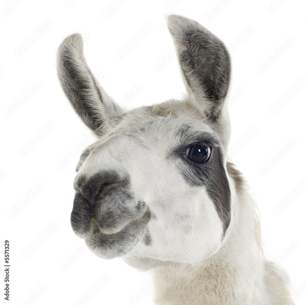 Fototapeta premium Lama - Lama glama