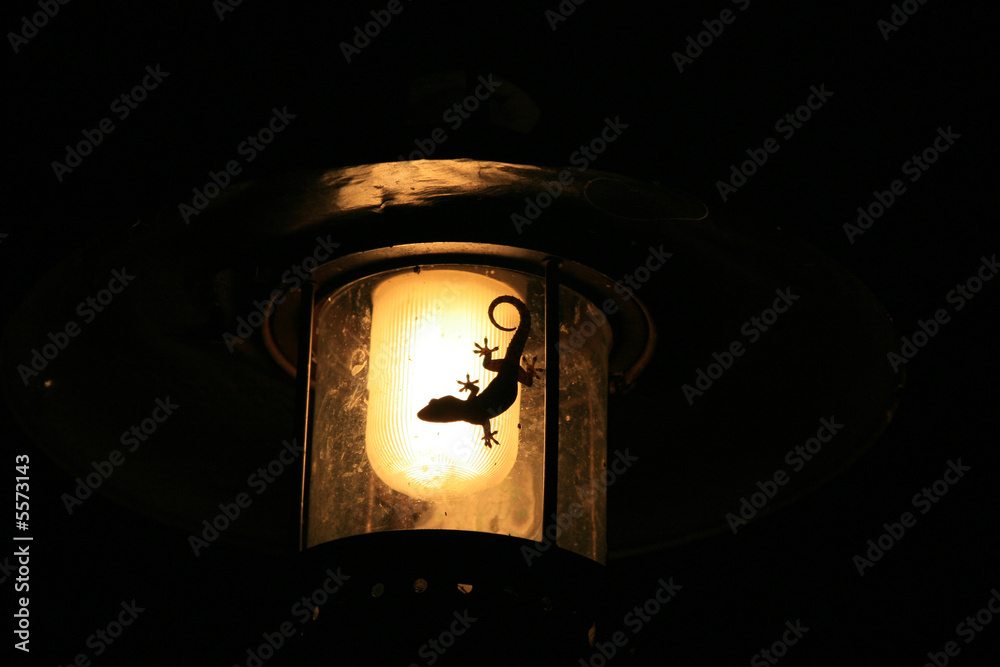 Gecko and lamp