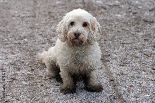 Tibetan terrier puppy, covered with mud and dirt