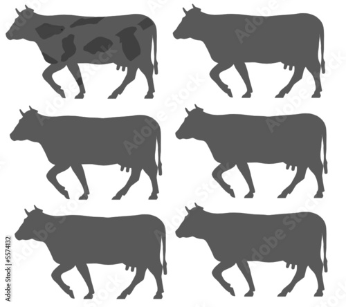 vacas