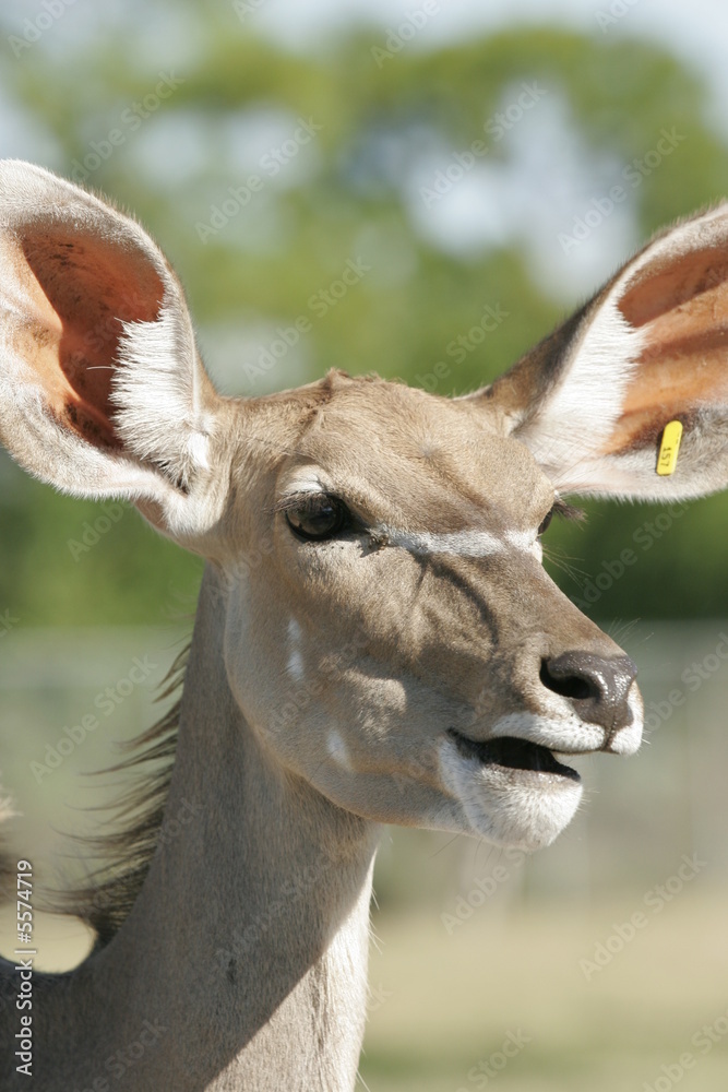 Obraz premium FEMALE DEER