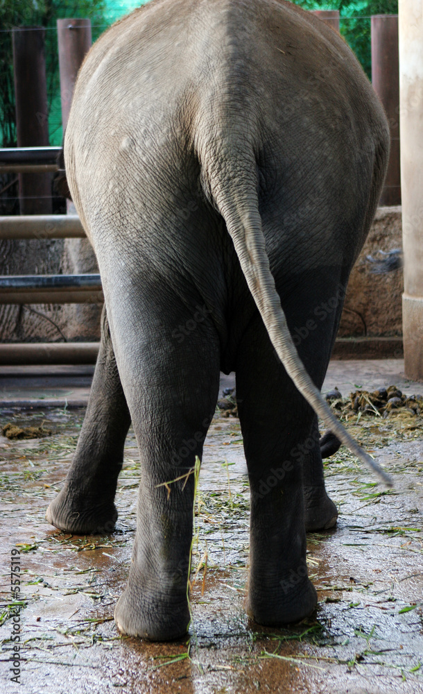 Fototapeta premium Back of an elephant.