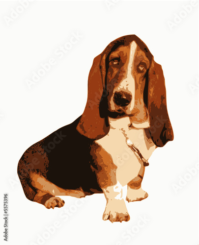 basset hound