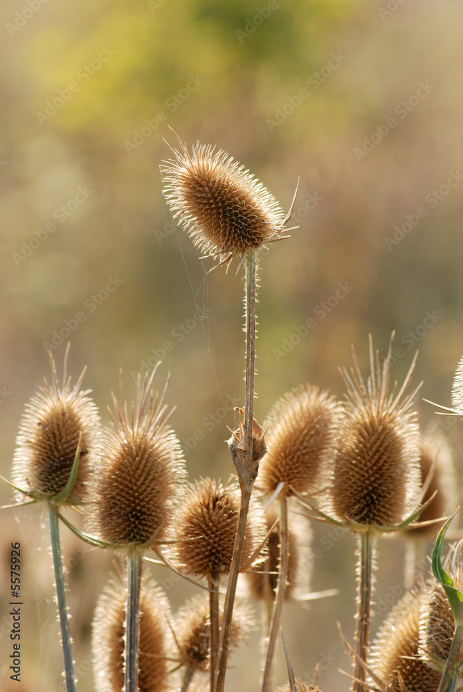 Obraz premium Burdock in field..