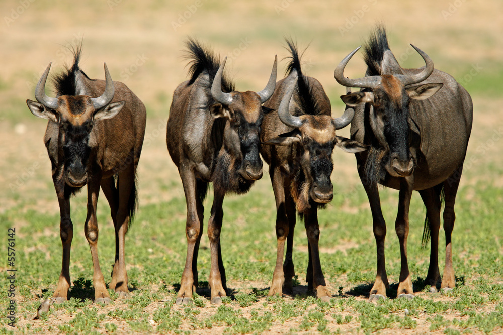 Fototapeta premium Blue wildebeest (Connochaetes taurinus)