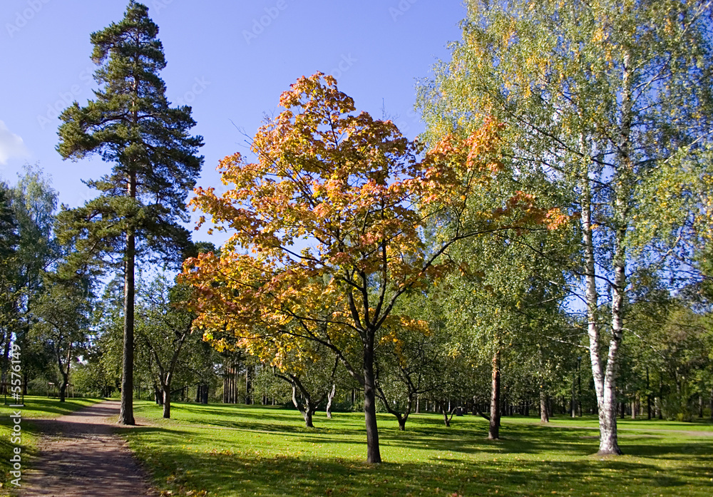 path in autumnal park