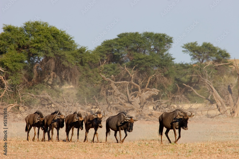 Blue wildebeest (Connochaetes taurinus) Blue wildebeest (Connochaetes taurinus)
