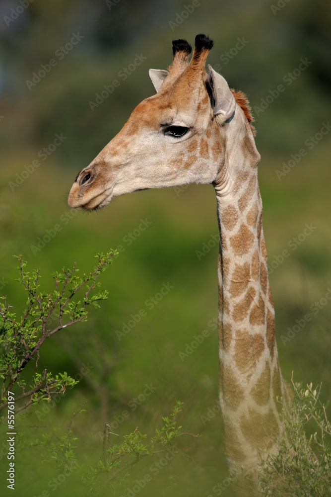 Obraz premium Giraffe (Giraffa camelopardalis) portrait