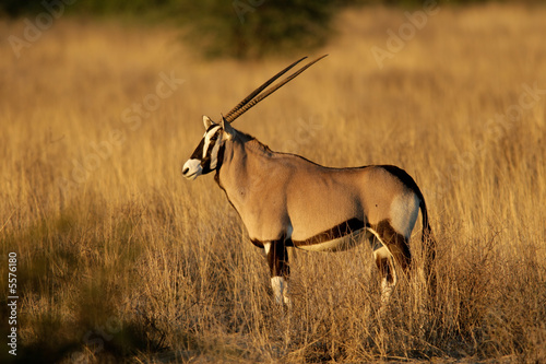 Gemsbok antelope (Oryx gazella)