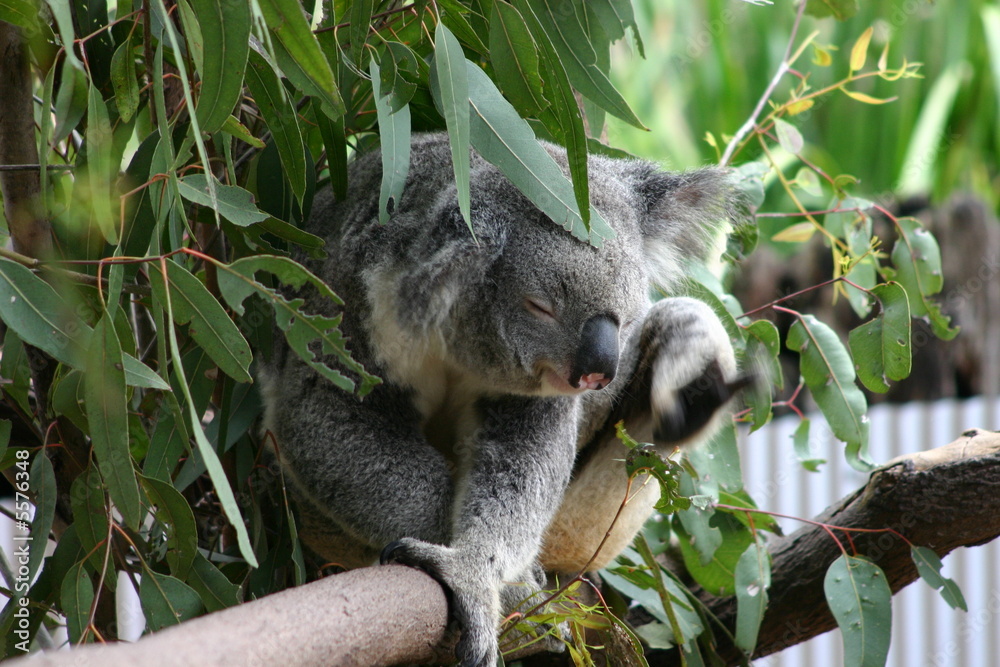 Fototapeta premium koala on tree scratching