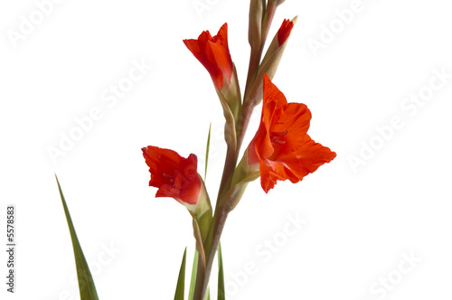 Red Gladiolus on a white background