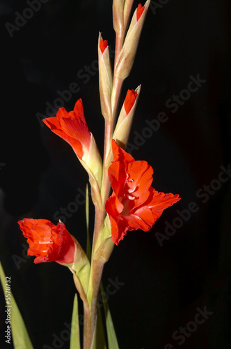 Fototapeta Naklejka Na Ścianę i Meble -  Red Gladiolus on a Black background