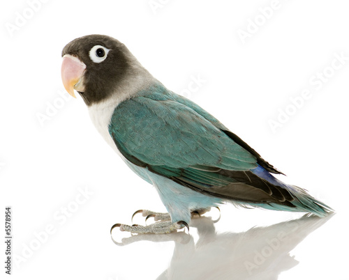 Blue Masked Lovebird - Agapornis personata © Eric Isselée