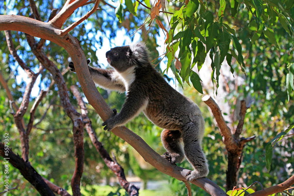 Obraz premium Koalabär beim klettern