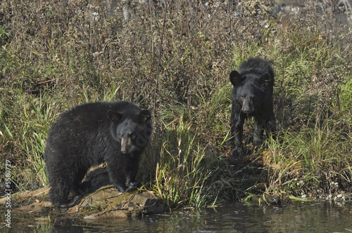 Bears-Two black cubs
