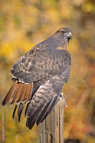 Red tailed hawk on roost. Photogaphed in Colorado photo