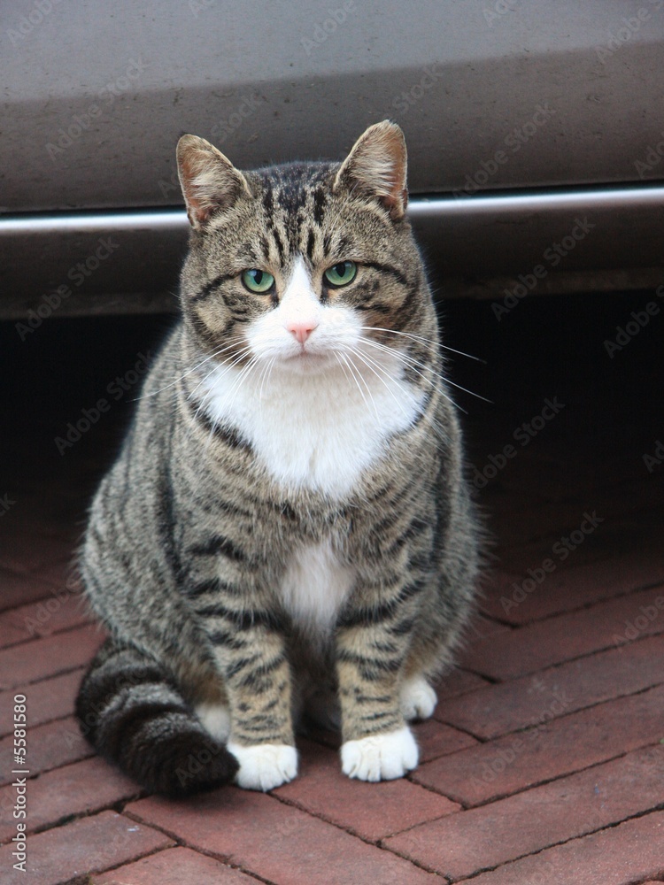 cat staring at the camera lens 