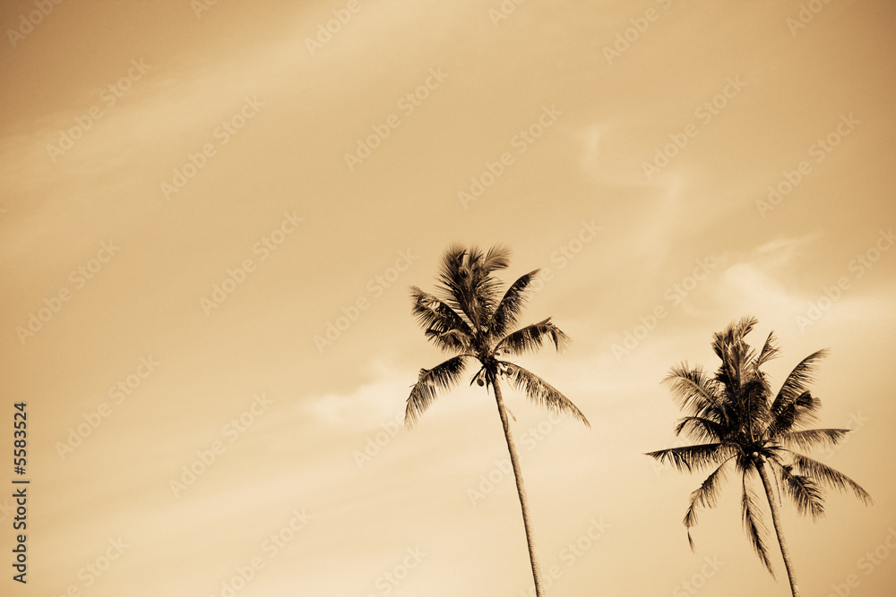 A shot of a pair of palm or coconut trees