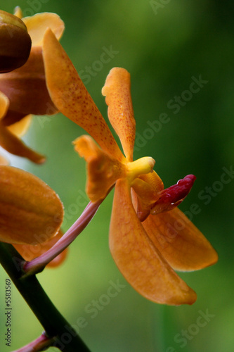 Vanda, Orchidee photo