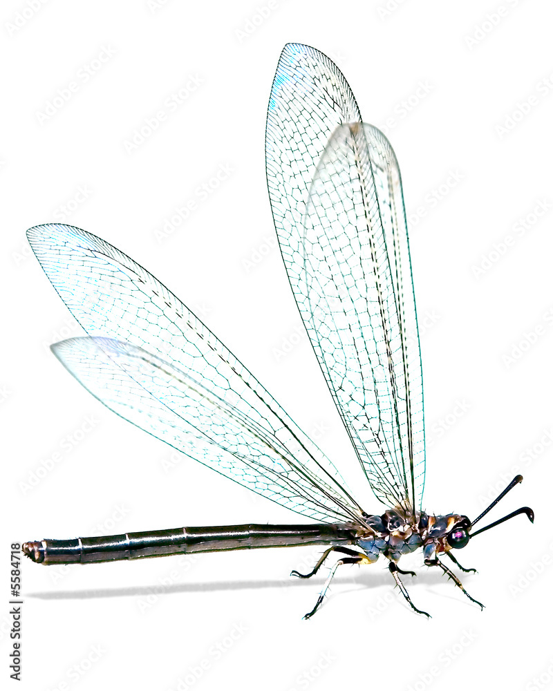 Naklejka premium Large dragonfly on a white background, side view.