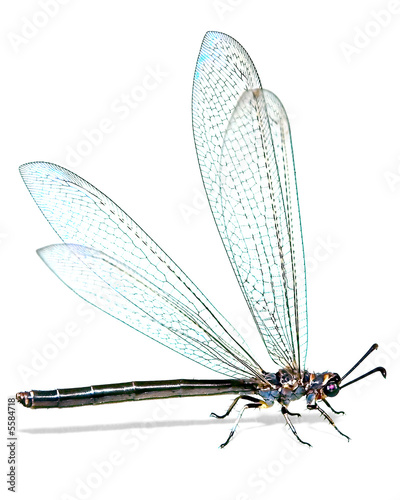 Large dragonfly on a white background, side view.
