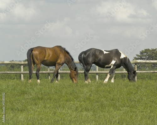 two horses grazing in a field on a farm in the countryside. © david hughes