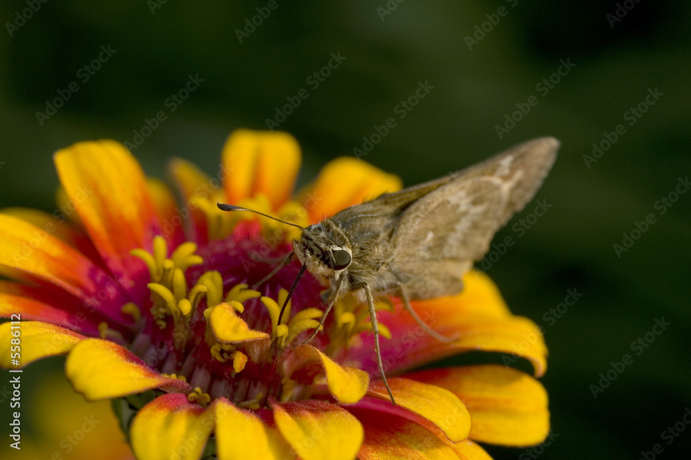 Macro photography of an insect and a yellow flower. Macro photography of an insect and a yellow flower.