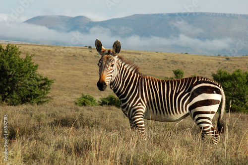 Cape Mountain Zebra