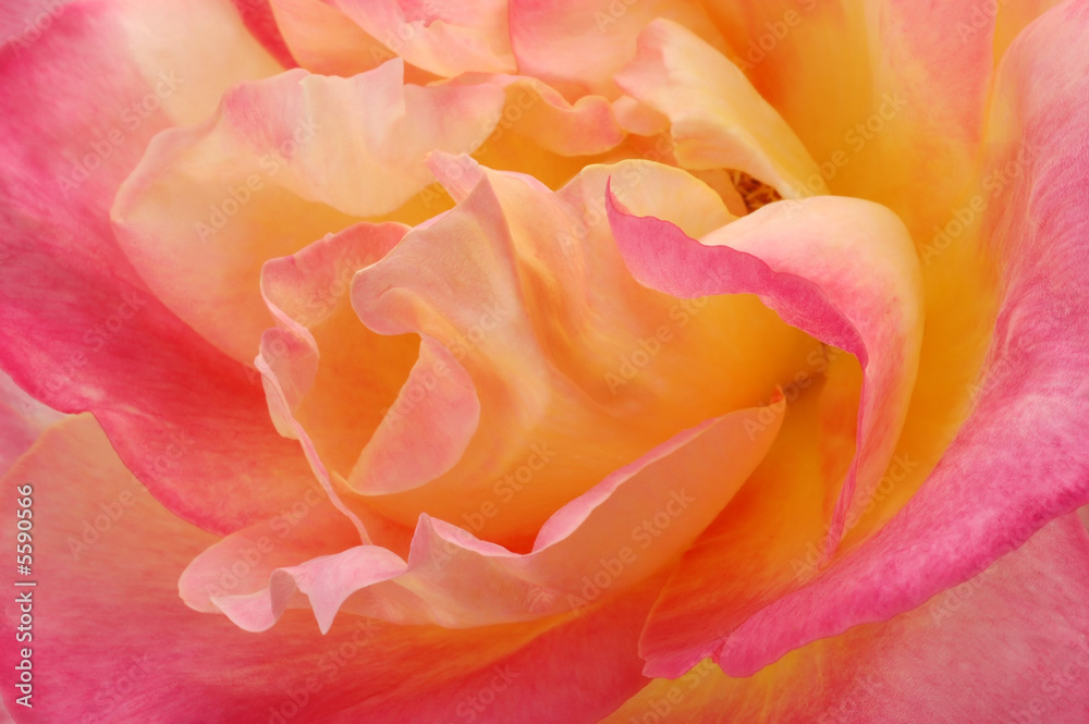 Peace rose closeup