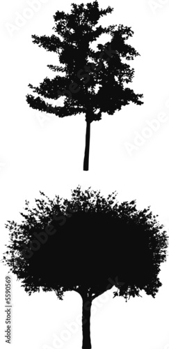  	Tree Silhouettes f