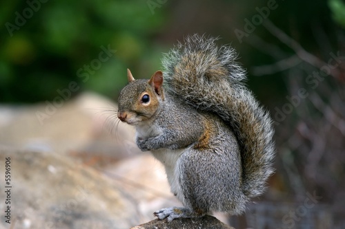 Gray squirrel sit on stone © ying