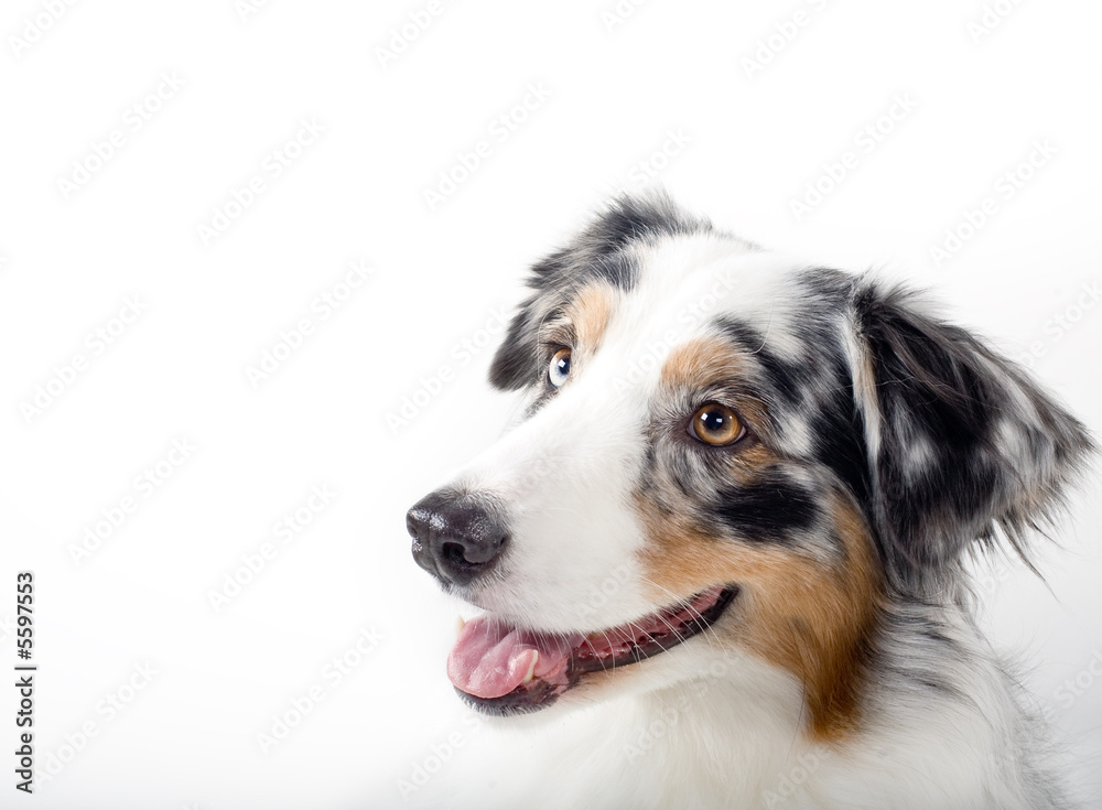 Head shot of tri-color Australian Shepherd. Head shot of tri-color Australian Shepherd.