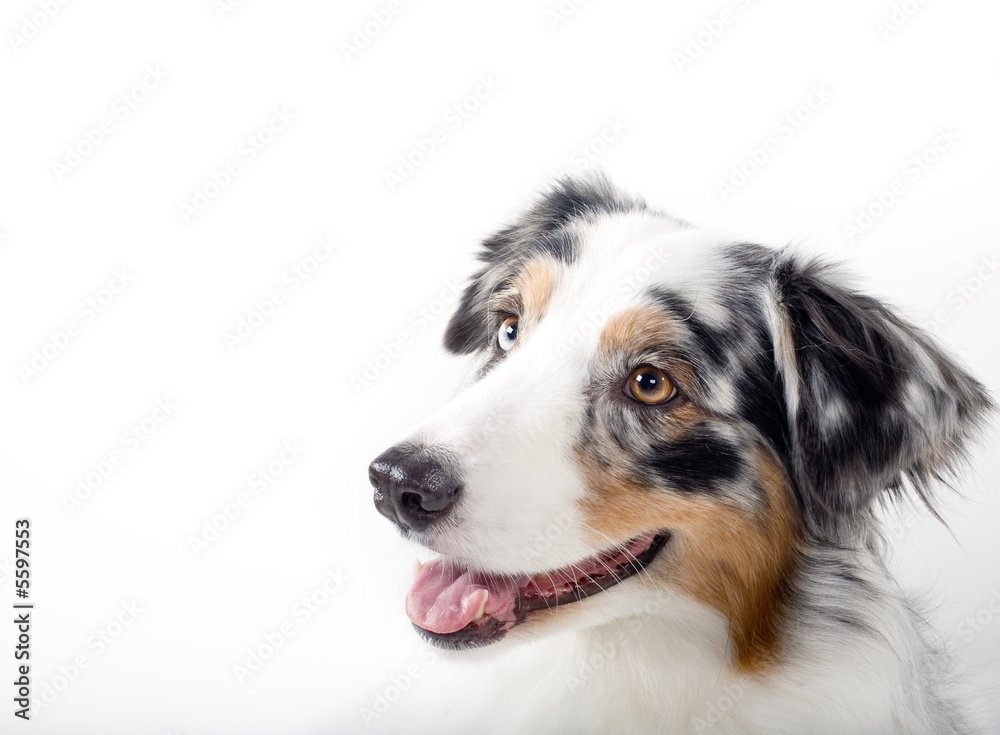 Head shot of tri-color Australian Shepherd.