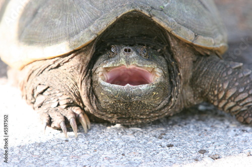 TURTLE OPENING MOUTH