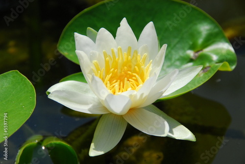water lily
