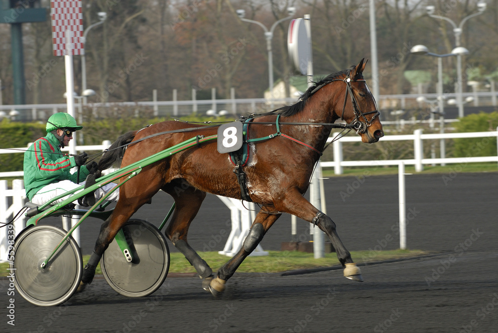 Cheval au trot attelé Cheval au trot attelé